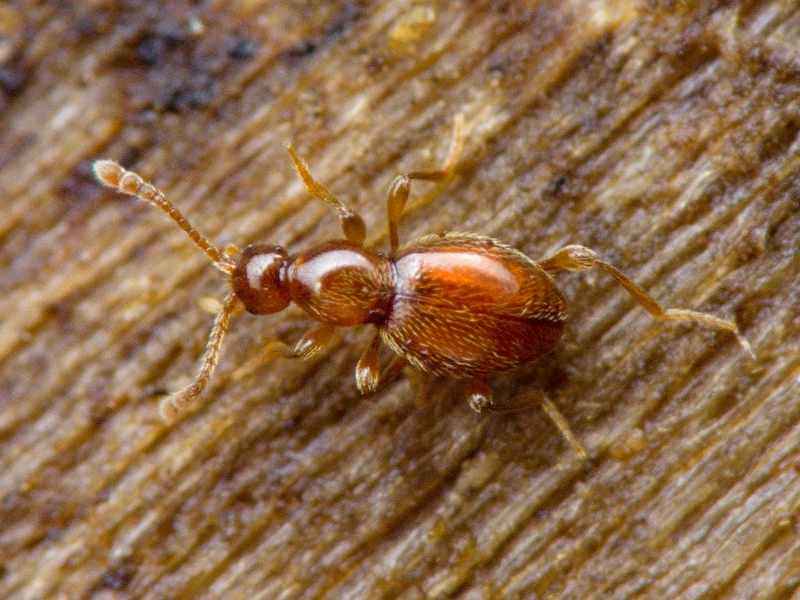 Scydmaenus rufus (P.W.J. Müller & Kunze, 1822)